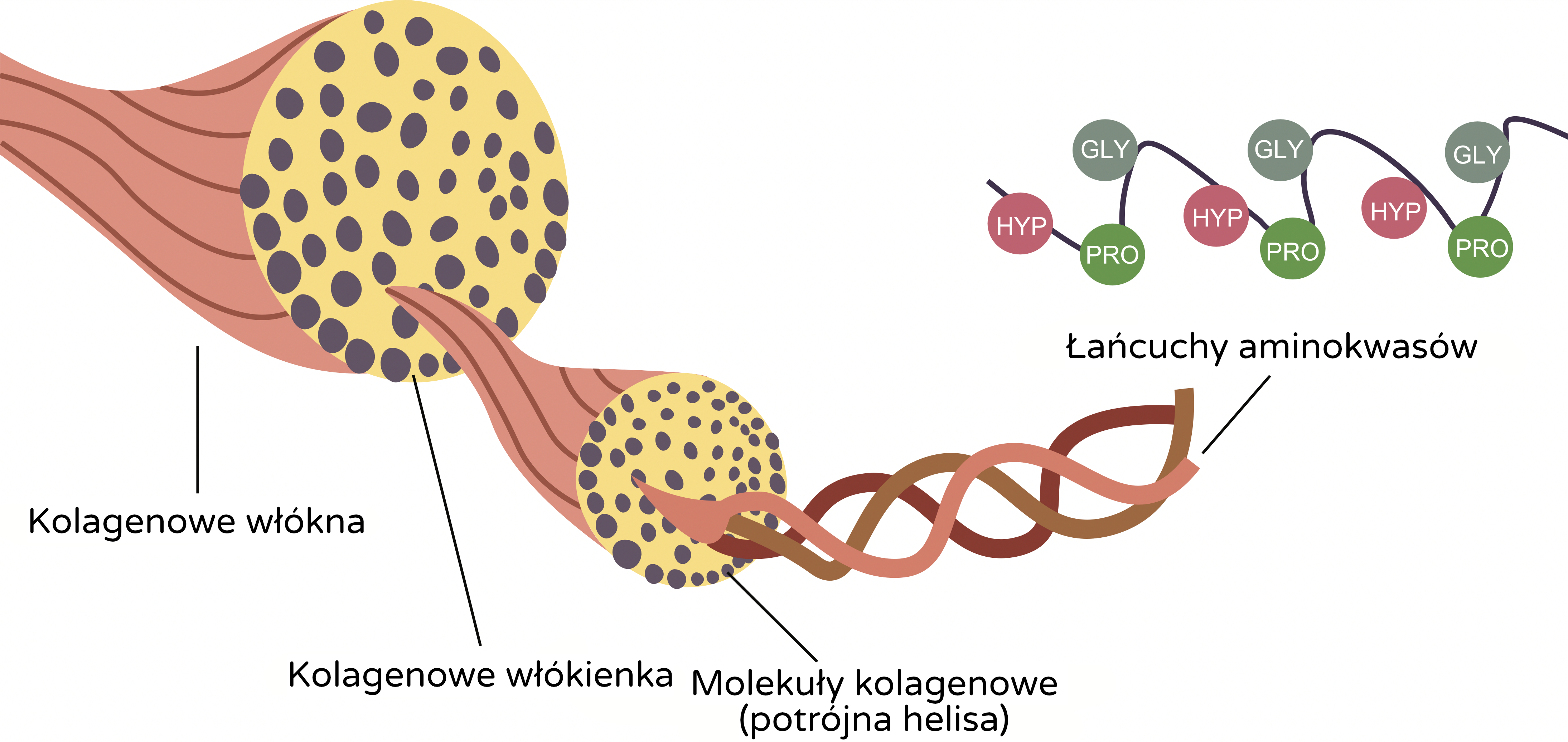 struktura kolegenu_infografika_pl